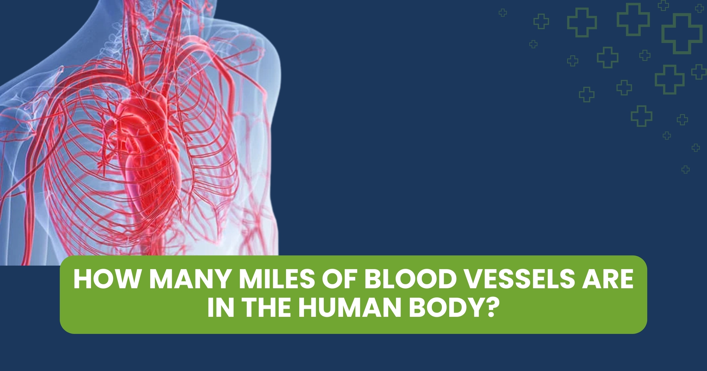 How Many Miles of Blood Vessels Are in the Human Body?