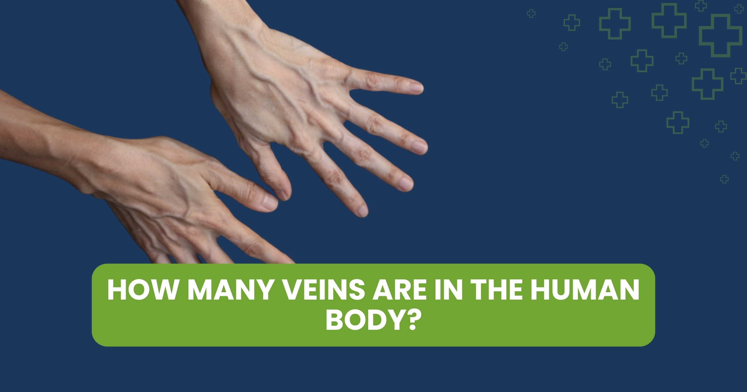 How Many Veins Are in the Human Body?